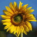 s-blume-ani-02