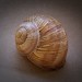 schnecken_schale_raw