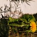 Regen_WB