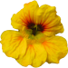 Blume_01_a