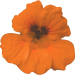 Blume_01_c