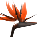 Strelitzie_03_b