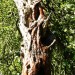 Baum-bsp-2-Jacky