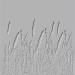 Gras-1-Jacky