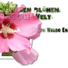Hibiskus-Jacky