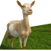 Ziege-Jacky