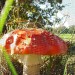 fliegenpilz-Jacky