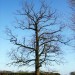 fruehling7-Jacky