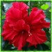 hibiscus-Strahlenrahmen-Jacky