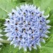 hummel-Jacky