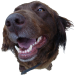 hund-Jacky