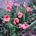 klatschmohn-Jacky