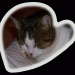 schlafKater-Jacky