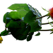 3Rosen Jacky