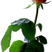 Rose 50 jacky1