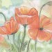 Mohn-1-Jacky