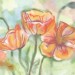 Mohn-3-NL-Jacky