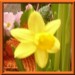 001 jacky1 Rosa rose 1