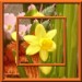 001 jacky1 Rosa rose 3
