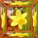 001 jacky1 Rosa rose 4