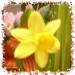 001 jacky1 Rosa rose 5