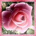 01 jacky1 15