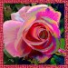 01 jacky1 16