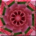 01 jacky1 Rosa rose 1