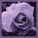 01 jacky1 Rosa rose 8