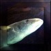 jacky1 Fisch3