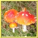 jacky1 Fliegenpilz