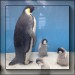 jacky1 Pinguine