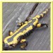 jacky1 Salamander