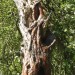 Natur-Geister-3-Jacky