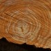wood-882694_640