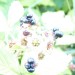 2-H-MGD-ISO800-Beeren-3