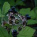 2-L-MGD-ISO800-Beere-2