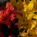7-2-Schatten