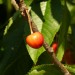 7-3-Schatten