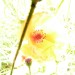 H-MGD-ISO800-Mohn-2