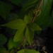 L-ISO-800-1