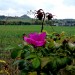 7 Herbst jacky1 1024x768