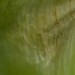 Blume1-Jacky