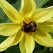 Hummel-Jacky