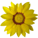 mittagsgold