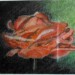 Rose Jacky