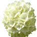 jacky1 Schneeball