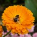 flower-1378363