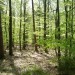 Wald
