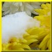 jacky1 schnee aster